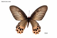 藏品(曙鳳蝶)的圖片